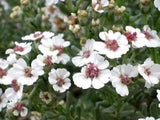 cape-chamomile-flower-image