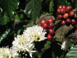 coffee-blossom-flower-with-coffee-beans-image