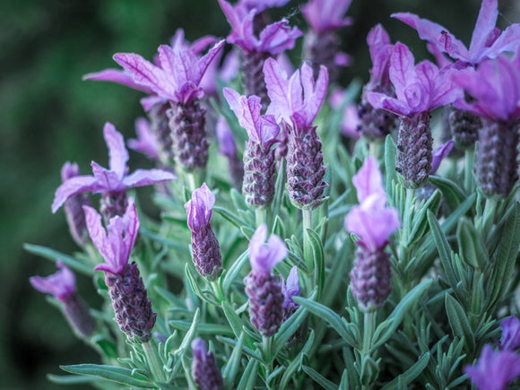 French-lavender-flower-image