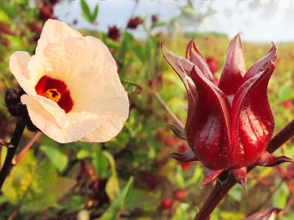 (Roselle) Hibiscus Seed Oil