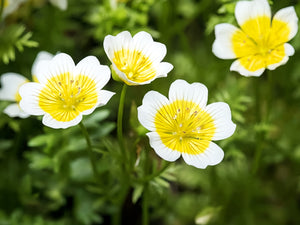 Meadowfoam Seed Oil (wild crafted)