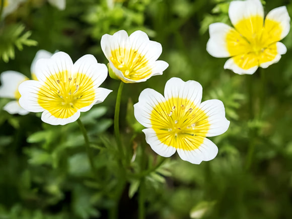 Meadowfoam Seed Oil (wild crafted)