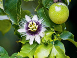 passion-fruit-flower-tree-image