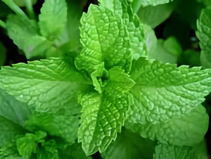 Organic Peppermint Oil