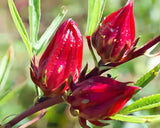 (Roselle) Hibiscus Seed Oil
