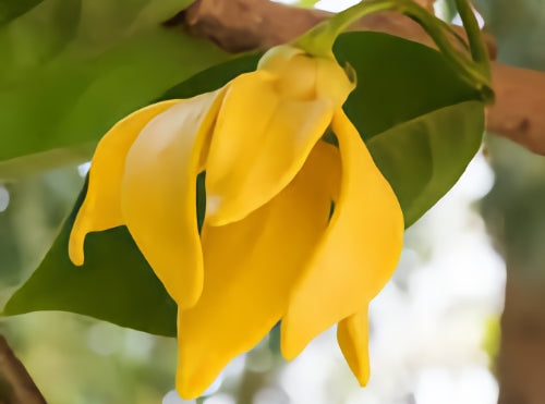 ylang-ylang-flower-image